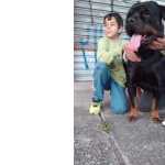 Rottweiler Rottweiler para Cruza So Paulo Guarulhos