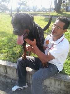 Rottweiler para Cruza