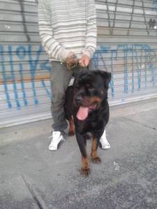 Rottweiler para Cruza