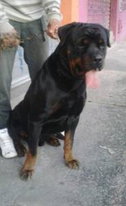 Rottweiler para Cruza