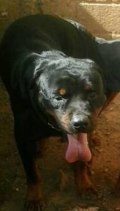 Rottweiler para Cruza