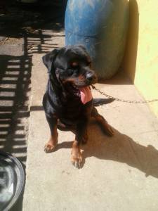 Rottweiler para Cruza