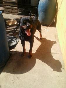 Rottweiler para Cruza