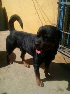 Rottweiler para Cruza