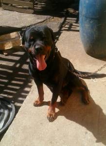 Rottweiler para Cruza