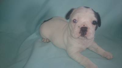 Filhotes de Bulldog Francês Filhotes de Bulldog Francês