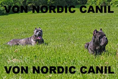 CANE CORSO VON NORDIC CANE CORSO VON NORDIC