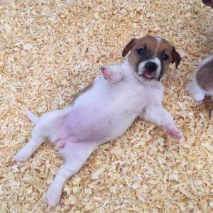 Ninhada Jack Russell Terrier