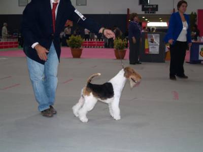 Fox Terrier