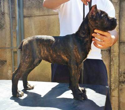 Filhotes de Cane Corso com Pedigree