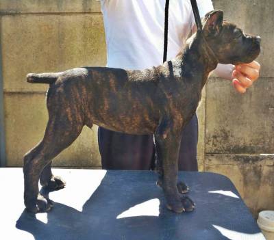 Filhotes de Cane Corso com Pedigree