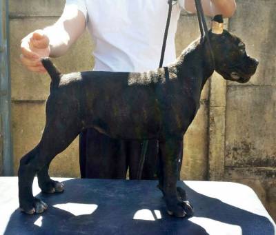 Filhotes de Cane Corso com Pedigree