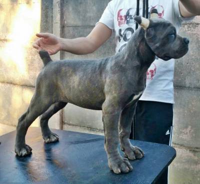 Filhotes de Cane Corso com Pedigree