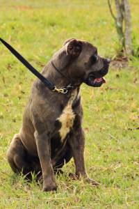 Filhotes de Cane Corso com Pedigree