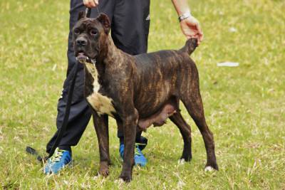 Filhotes de Cane Corso com Pedigree