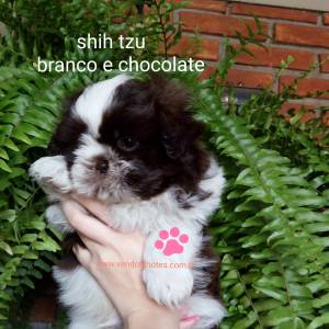 Shih tzu branco e chocolate lindo