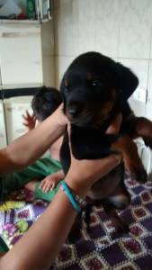 FILHOTE DE ROTTWEILER