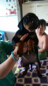 FILHOTE DE ROTTWEILER