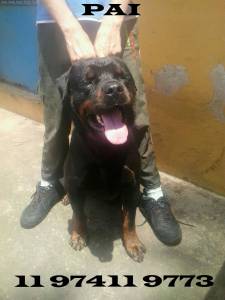 FILHOTE DE ROTTWEILER