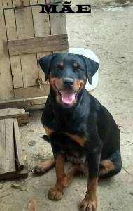 FILHOTE DE ROTTWEILER