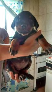 FILHOTE DE ROTTWEILER