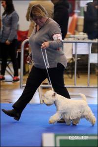 West Highland White Terrier