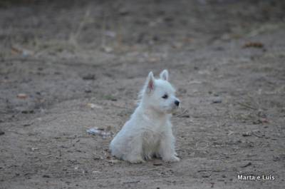 West Highland White Terrier