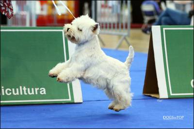 West Highland White Terrier