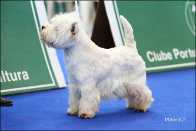 West Highland White Terrier