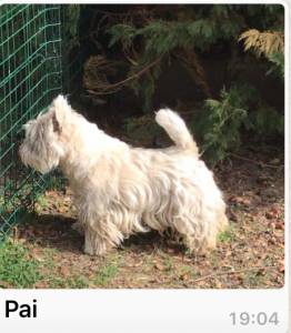 West Highland White Terrier