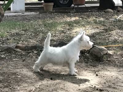 West Highland White Terrier