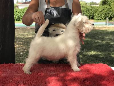 West Highland White Terrier