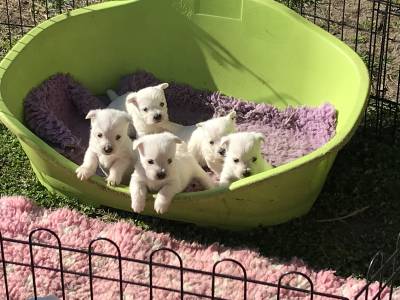 West Highland White Terrier