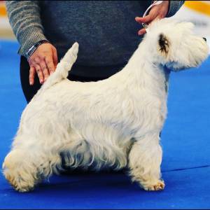 West Highland White Terrier