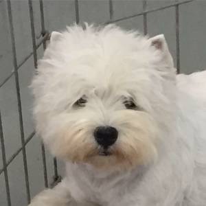 West Highland White Terrier