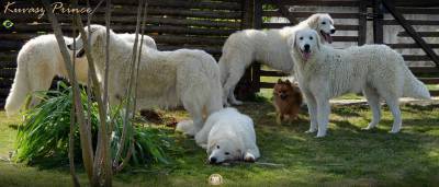 Canil Prince of the Dogs Kuvasz e TerraNova