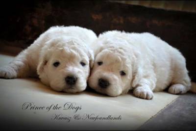 Canil Prince of the Dogs Kuvasz e TerraNova