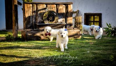 Canil Prince of the Dogs Kuvasz e TerraNova