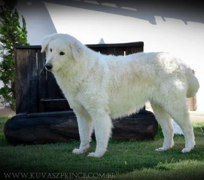 Canil Prince of the Dogs Kuvasz e TerraNova