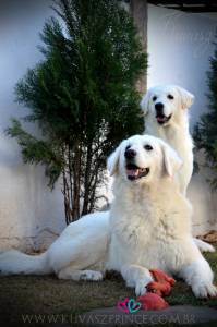 Canil Prince of the Dogs Kuvasz e TerraNova