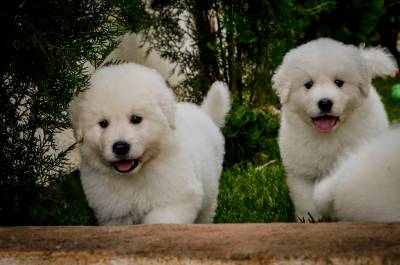 Canil Prince of the Dogs Kuvasz e TerraNova