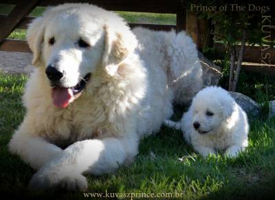 Canil Prince of the Dogs Kuvasz e TerraNova