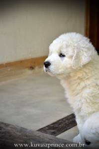 Canil Prince of the Dogs Kuvasz e TerraNova