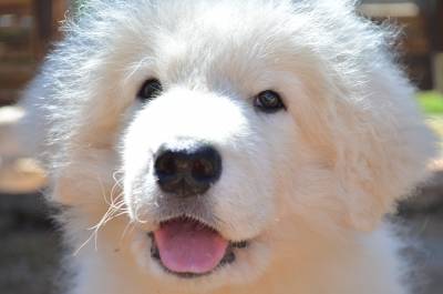 Canil Prince of the Dogs Kuvasz e TerraNova