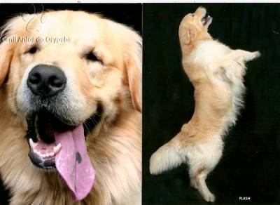 Golden Retriever - Filhotes Machos e Fmeas