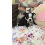 Boston Terrier filhote de Boston terrier  So Paulo Embu Das Artes