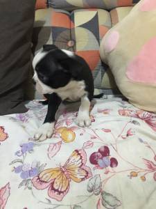 filhote de Boston terrier 