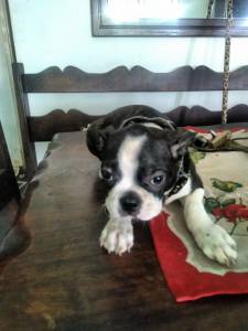 filhote de Boston terrier 