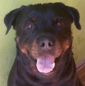 FILHOTES DE ROTTWEILER pagto em Doze vezes