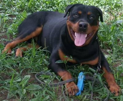 FILHOTES DE ROTTWEILER pagto em Doze vezes